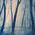Fog in the forest